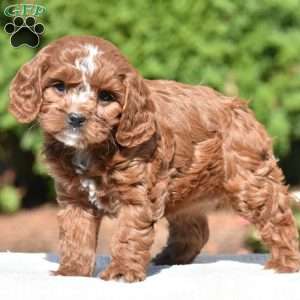 Jess, Cavapoo Puppy